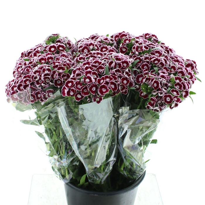 <h4>Di Barb Bicolor White / Bordeaux Extra</h4>