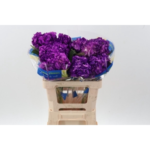 Hydr Purple Tinted Sel