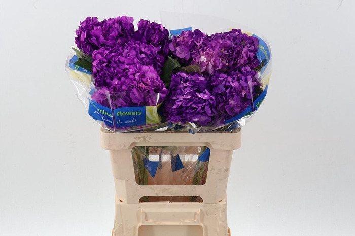 <h4>Hydr Purple Tinted Sel</h4>