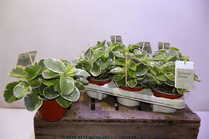 <h4>arr8 Pep Obt Variegata</h4>