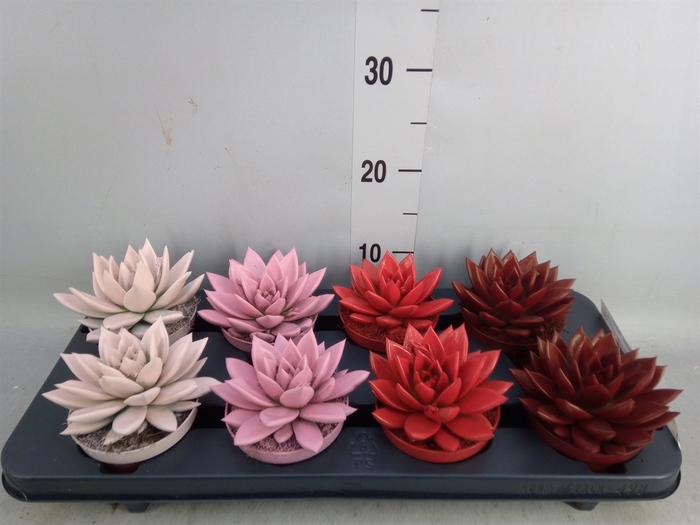 <h4>Echeveria  'Miranda'</h4>