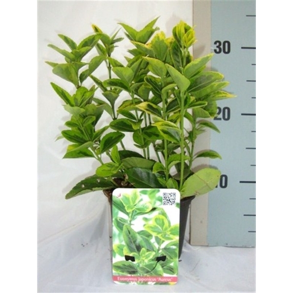 <h4>Euonymus japonicus 'Aureus'</h4>