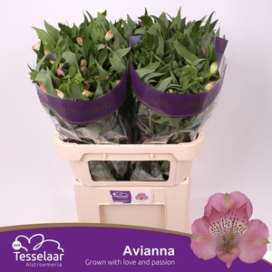 Alstroemeria Avianna