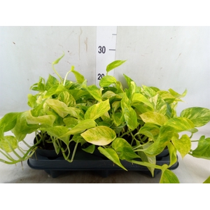 Epipremnum pinn. 'Hicolor'