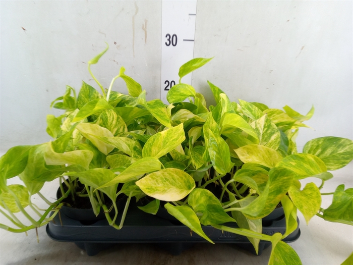 <h4>Epipremnum pinn. 'Hicolor'</h4>