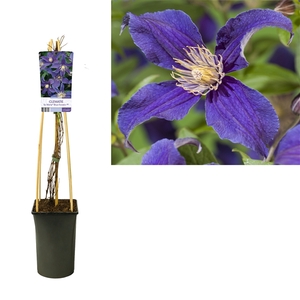 Clematis So Many® Blue Flowers PBR +light label