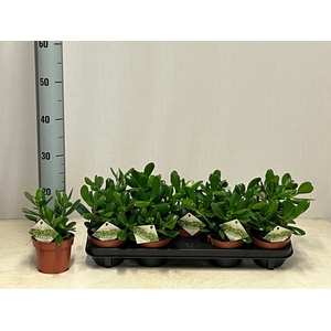 CRASS OVATA