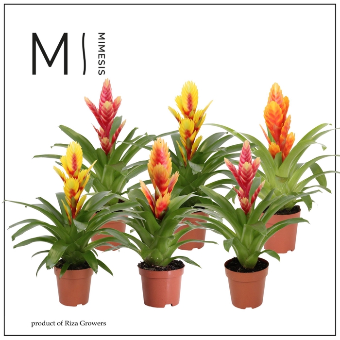 Vriesea gemengd