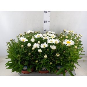 Leucanthemum sup. 'Snow Lady'