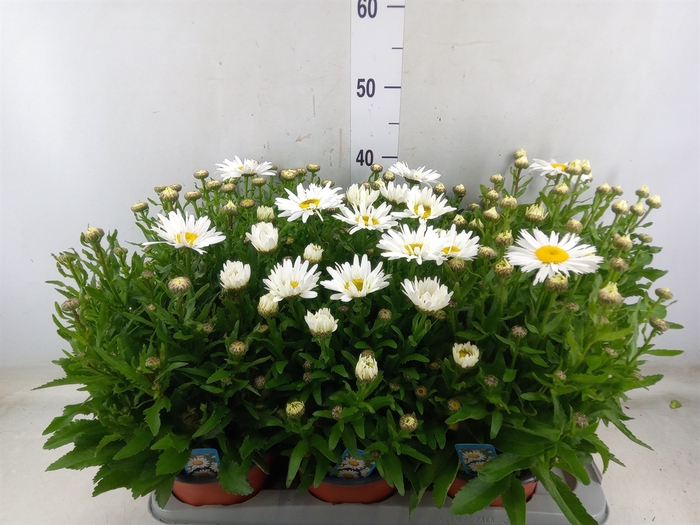 <h4>Leucanthemum sup. 'Snow Lady'</h4>