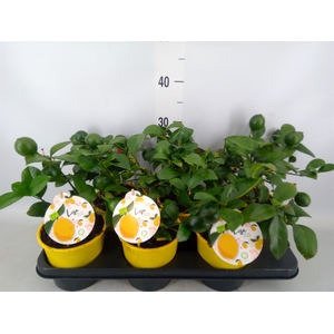 Citrus meyeri 'Meyer'