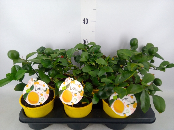 <h4>Citrus meyeri 'Meyer'</h4>