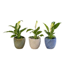 SPATHIPHYLLUM P6 L 65948