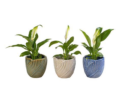 <h4>SPATHIPHYLLUM P6 L 65948</h4>