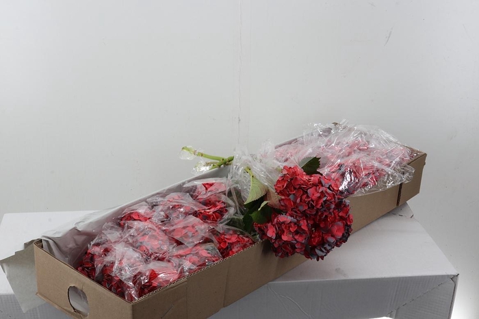 <h4>Hydr Rosy Brown Box</h4>