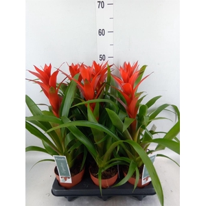 Guzmania  'Ostara'