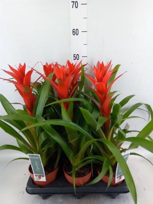 <h4>Guzmania 'Ostara'</h4>