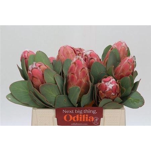 Protea Grandiceps