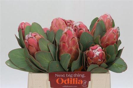 <h4>Protea Grandiceps</h4>