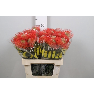 Leuco Succession
