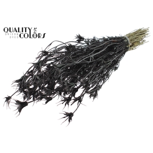 Nigella Oriëntalis per bunch Black