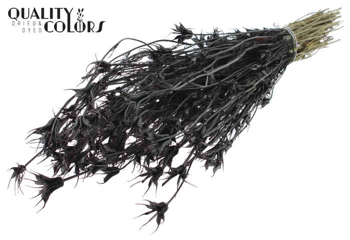 <h4>Nigella Oriëntalis per bunch Black</h4>