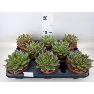 Echeveria  'Miranda'