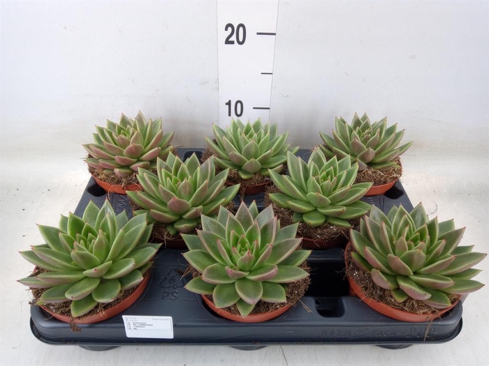 <h4>Echeveria  'Miranda'</h4>