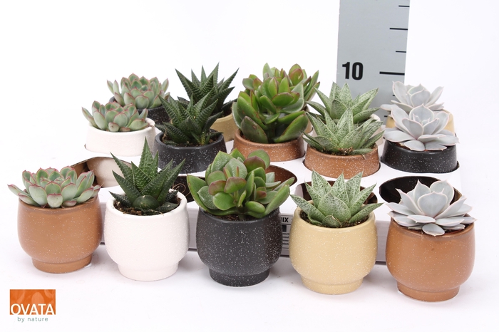 <h4>SUCC GEM 5 SRT</h4>