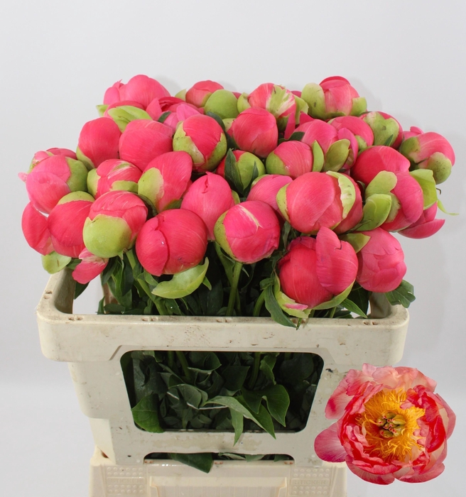 <h4>PAEO CORAL SUNSET</h4>