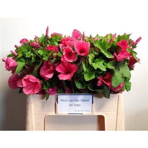 Lavatera Pink
