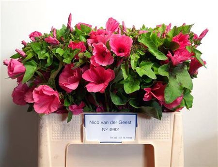 <h4>Lavatera Pink</h4>