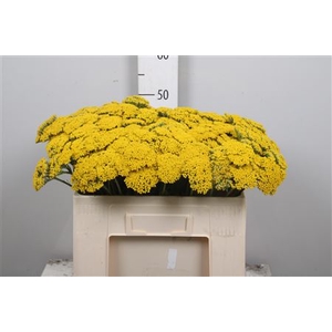 Achil F Parker Variety