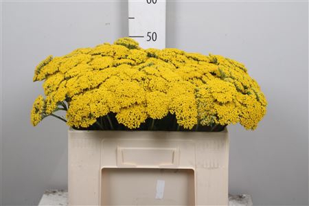 <h4>Achil F Parker Variety</h4>
