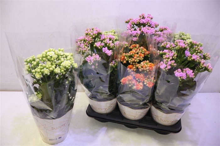 <h4>arr8 Kal Ov Mixtray</h4>