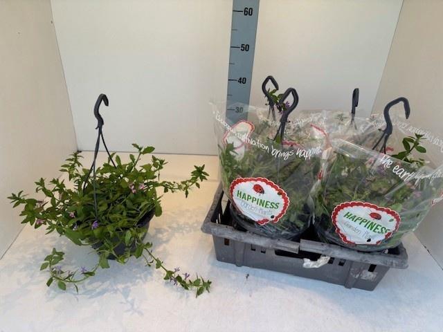 <h4>PERKPL MIXK</h4>