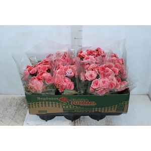 BEGONIA BORIAS P15