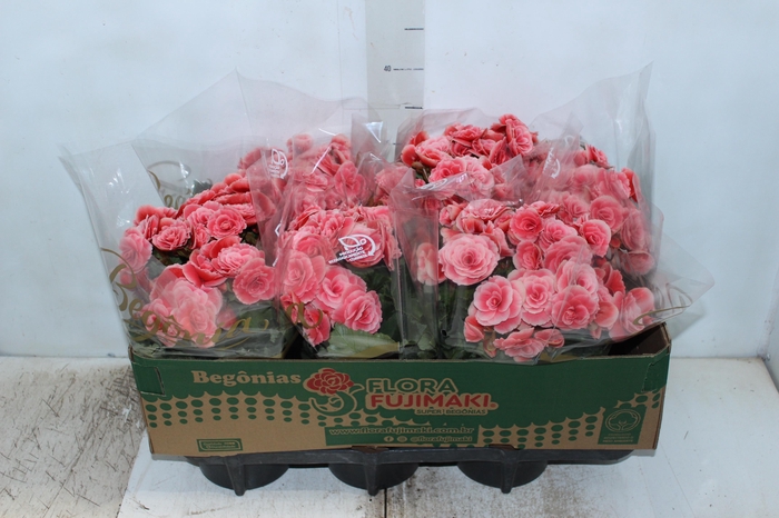 <h4>BEGONIA BORIAS P15</h4>
