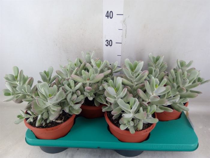 <h4>Succulents   ...</h4>