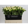 Paeonia Princess Bride
