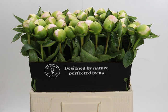 <h4>Paeonia Princess Bride</h4>