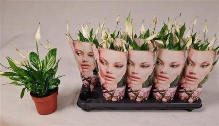 <h4>Spath Korto</h4>