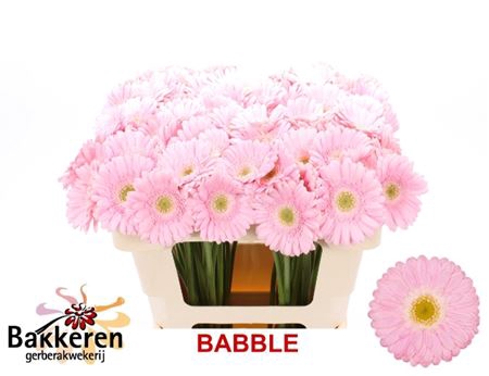 <h4>Ge Mi Babble</h4>