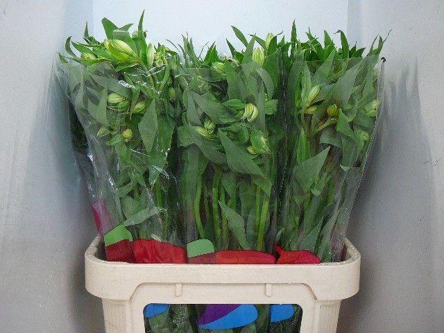 <h4>ALSTR DUBAI</h4>