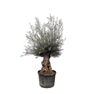 Olea Europaea Bonsai XL - 250cm