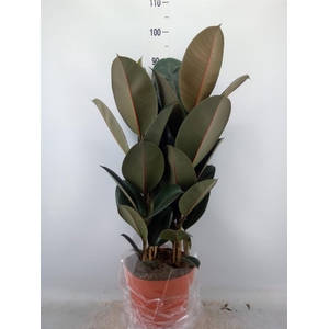 Ficus elastica 'Abidjan'