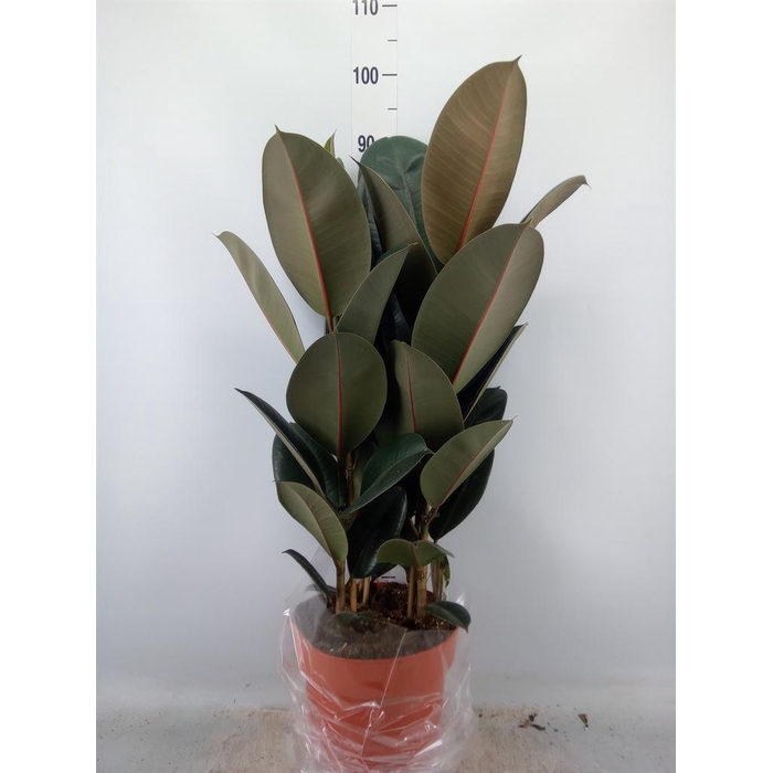 <h4>Ficus elastica 'Abidjan'</h4>