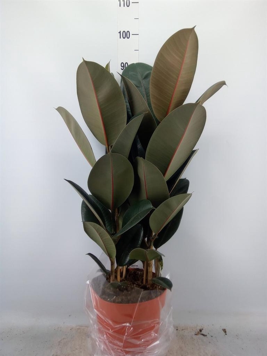 Ficus elastica 'Abidjan'