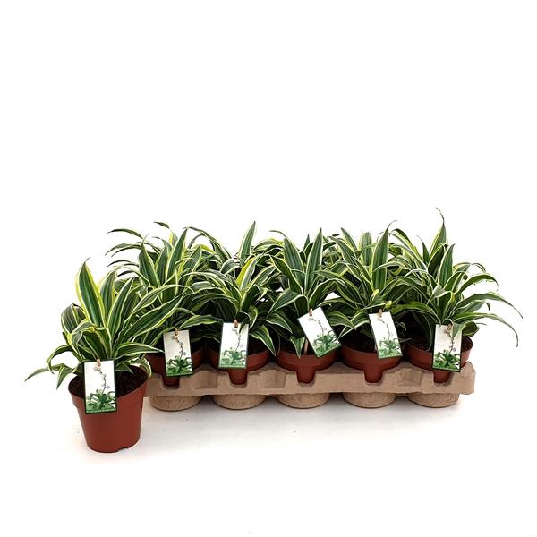 <h4>Dracaena fragrans Compacta Grp Surprise</h4>