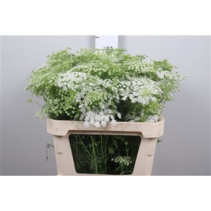 Ammi Majus Graceland